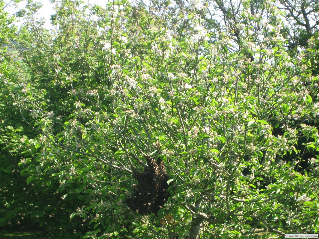 Large swarm settles in apple tree